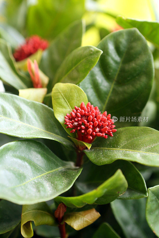 中国草药- Ixora Chinensis Lam